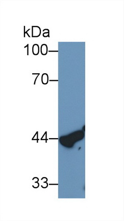 40219