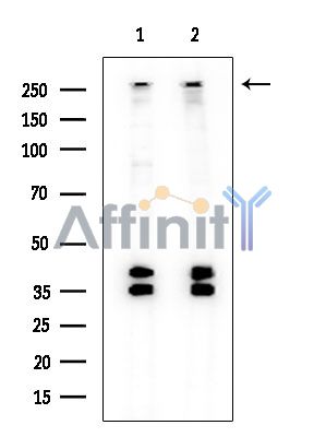 Валидация Affinity DF15657 - 12095