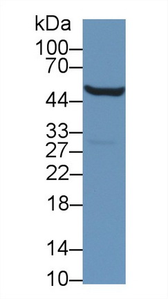 9274