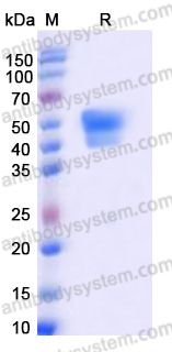 AHD65203, SDS-PAGE