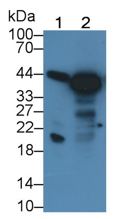 39050