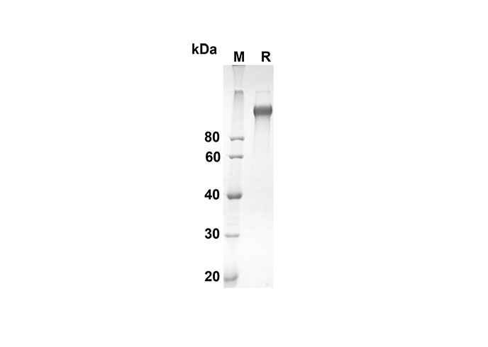 Валидация Elabscience PDMM100082(1052)