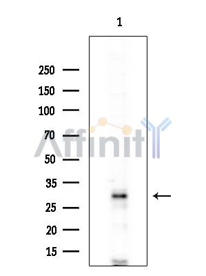 Валидация Affinity DF4469 - 15997