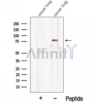 Валидация Affinity DF12685 - 7343