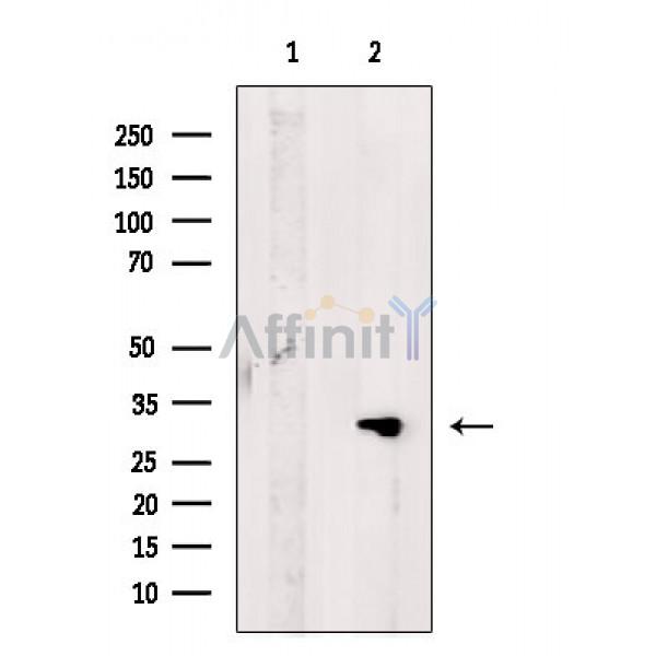 Валидация Affinity DF4813 - 16562