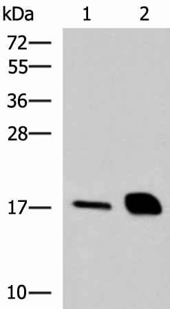 Валидация Elabscience E-AB-53050