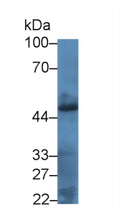17658