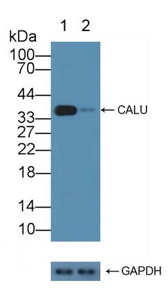 12152