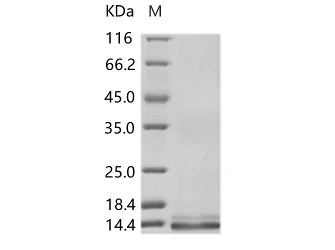 Валидация Elabscience PKSV030271(6037)