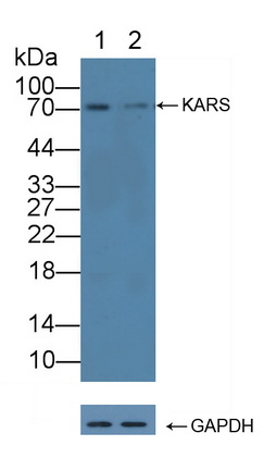 12256
