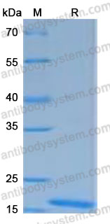 Валидация AntibodySystem AHF46101