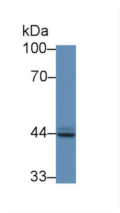 12973