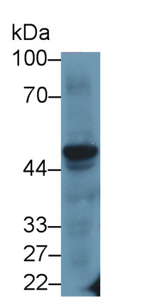 20616