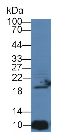 12001