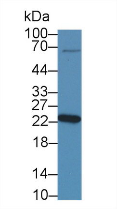 8855