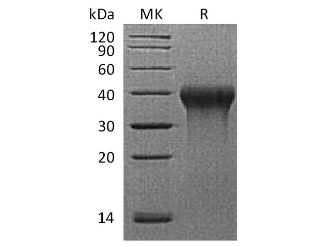 Валидация Elabscience PKSQ050078(5447)