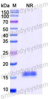 Валидация SDS-PAGE - AntibodySystem RHJ70101