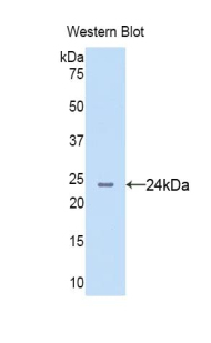40974