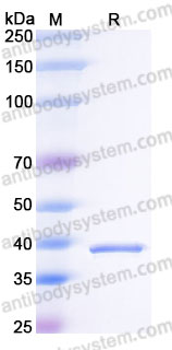 EHG81401, SDS-PAGE