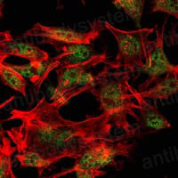 Валидация IF - AntibodySystem RHG99501