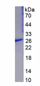 46679