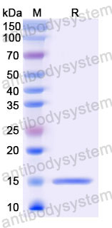 Валидация SDS-PAGE - AntibodySystem RHC01405