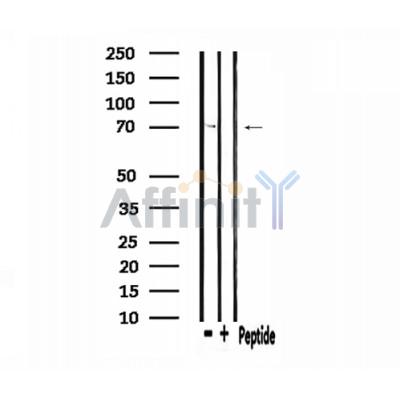 Валидация Affinity DF3124 - 13899