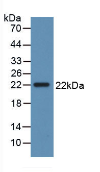 16512