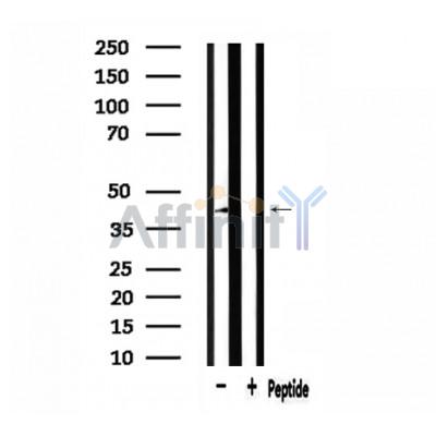 Валидация Affinity DF3125 - 13902