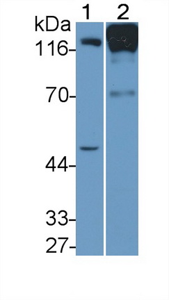 55411