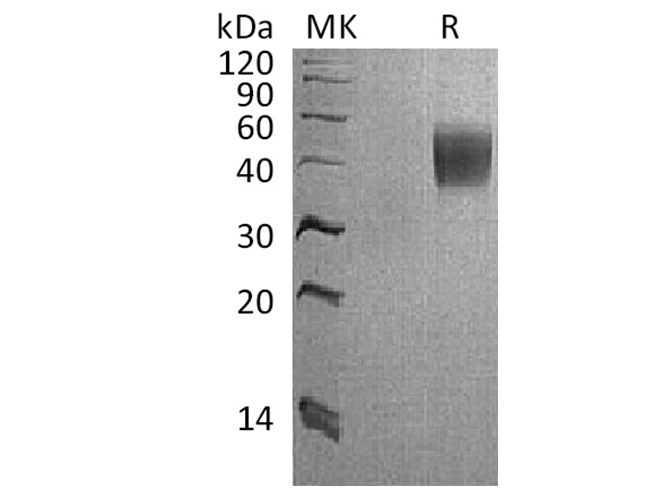 Валидация Elabscience PKSQ050053(5423)