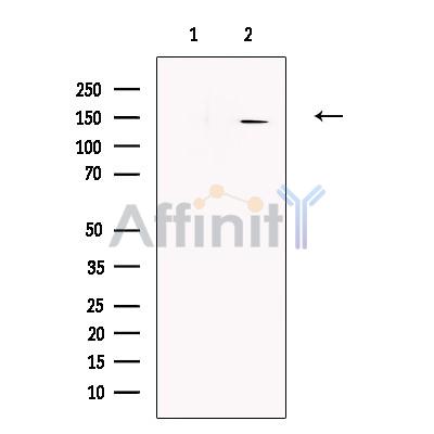 Валидация Affinity DF13333 - 8515