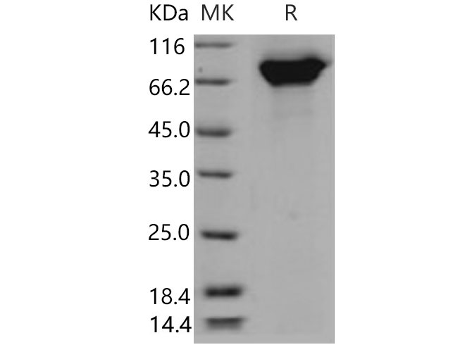 Валидация Elabscience PKSM040677(4658)