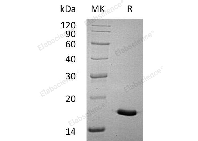 Валидация Elabscience PKSH032620(3061)