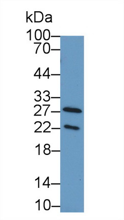 12457