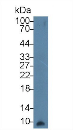 17856