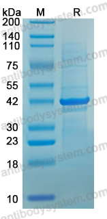 YHJ33002, SDS-PAGE
