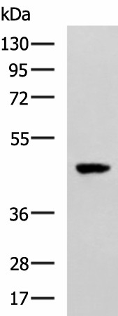 Валидация Elabscience E-AB-53186