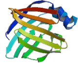 Fatty Acid Binding Protein 4, Adipocyte (FABP4)
