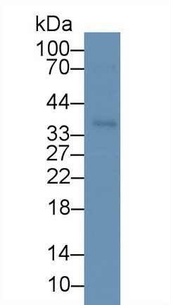 53279