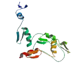 Zinc Finger Protein 784 (ZNF784)