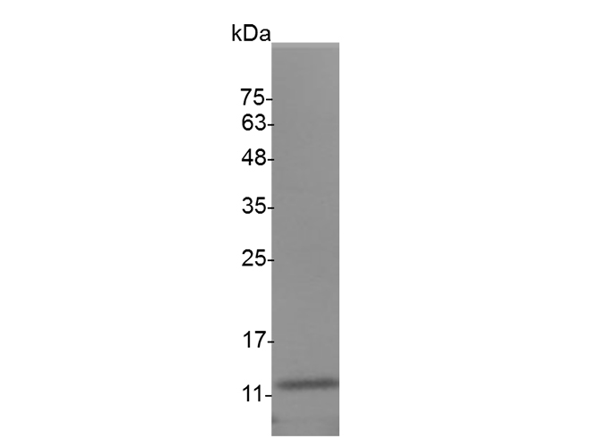 Валидация Elabscience PKSM041461(5323)