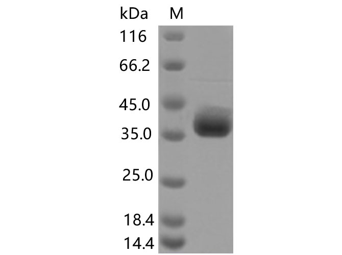 Валидация Elabscience PKSV030436(6161)