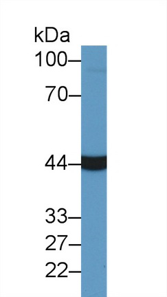 9993