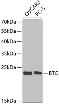 Валидация Elabscience E-AB-67479