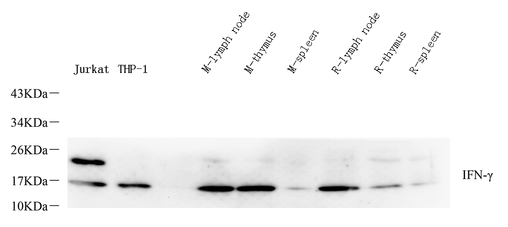 Валидация Elabscience E-AB-70347