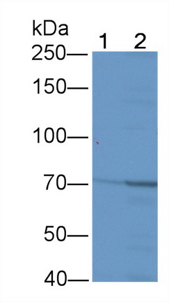 21404