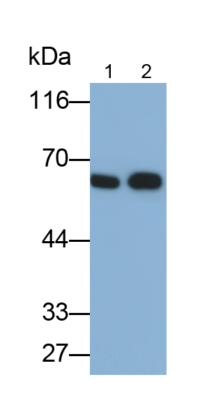 48903