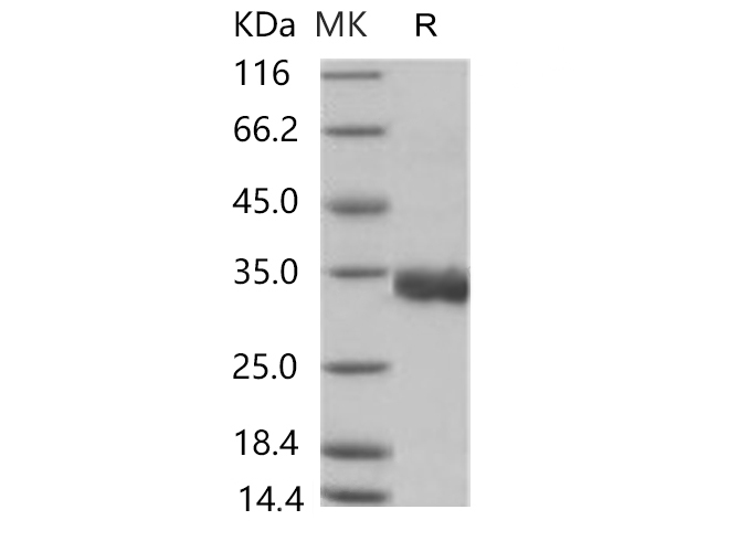 Валидация Elabscience PKSR030507(5816)