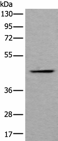 Валидация Elabscience E-AB-19618